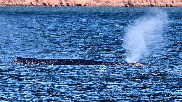Timmy, a hosszúszárnyú bálna továbbra is sekély vízben vesztegel Észak-Németországban