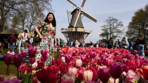 Hollandiai Keukenhof tavaszi virágpompája világszerte vonzza a turistákat