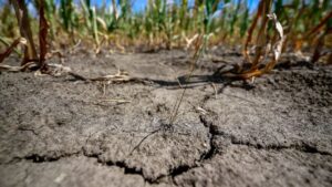 Fellélegezhetnek a gazdák – idén is jön a kompenzáció az aszálykárok után