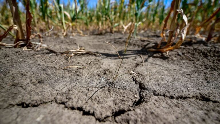 Fellélegezhetnek a gazdák – idén is jön a kompenzáció az aszálykárok után