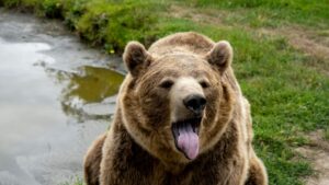 Évek óta nem volt ilyen: anyamedve gyilkolt, egy 58 éves nő az áldozata