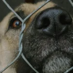 Sikoltozó majmok, vergődő kutyák: állatkísérletekről szivárogtak ki titkos laborvideók