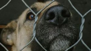 Sikoltozó majmok, vergődő kutyák: állatkísérletekről szivárogtak ki titkos laborvideók
