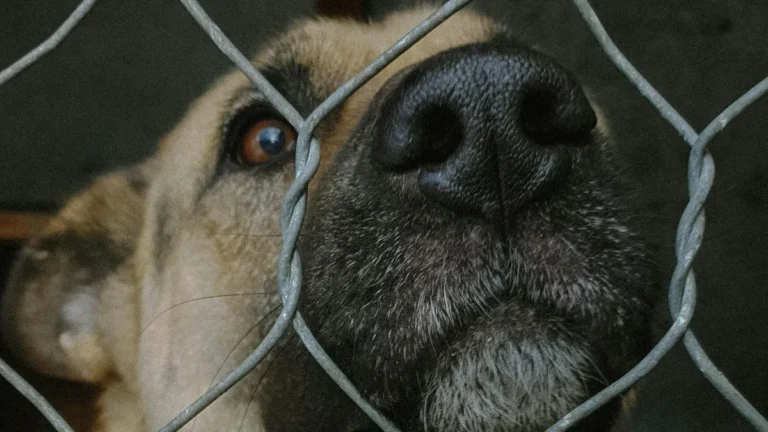 Sikoltozó majmok, vergődő kutyák: állatkísérletekről szivárogtak ki titkos laborvideók