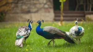 Öt varázslatos magyar arborétum, ahol tavasszal virágba borul a természet