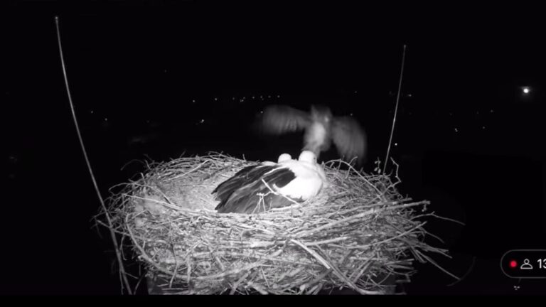 Egy éve ilyenkor: vérfagyasztó jelenetsort rögzített a gólyakamera