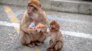 Furcsa szokást figyeltek meg a gyorskaján élő gibraltári makákóknál