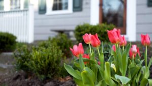 Elvirágzott a tulipán? Ezt a hibát most ne kövesd el