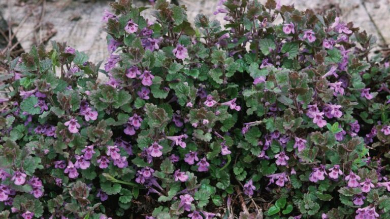 Gyomnövényként írtjuk a kertben, pedig már az ókorban légúti, emésztési és lázas megbetegedéseket kezeltek vele