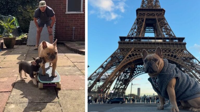 Miután megtudta, mennyit kereshet a kutyájával, felmondott a munkahelyén a brit asztalos