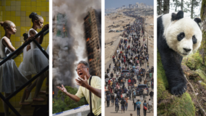 Az év legjobb sajtófotóin lángokban áll a világ, de a pandák legalább még megvannak