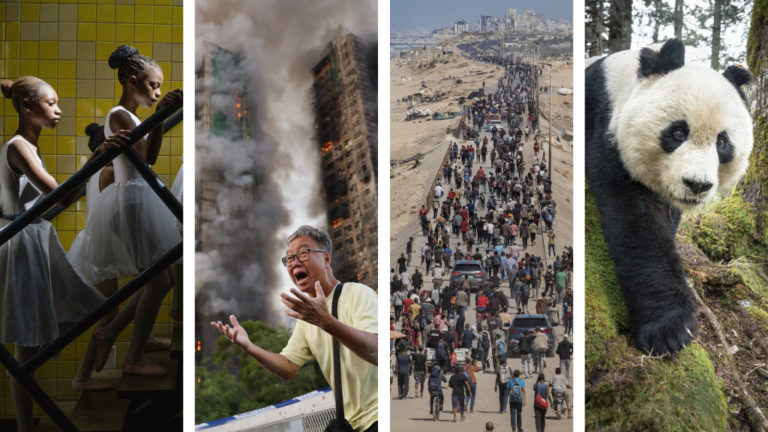 Az év legjobb sajtófotóin lángokban áll a világ, de a pandák legalább még megvannak