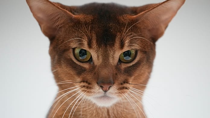 Jelmezes macskák és szépségversenyek vonzzák a tömeget a Cat Expo Indián