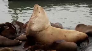 Óriási tengeri oroszlán, Chonkers vonzza a tömegeket San Franciscóban