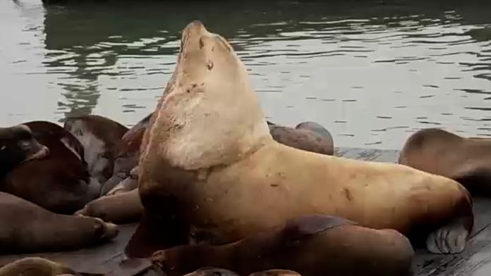 Óriási tengeri oroszlán, Chonkers vonzza a tömegeket San Franciscóban