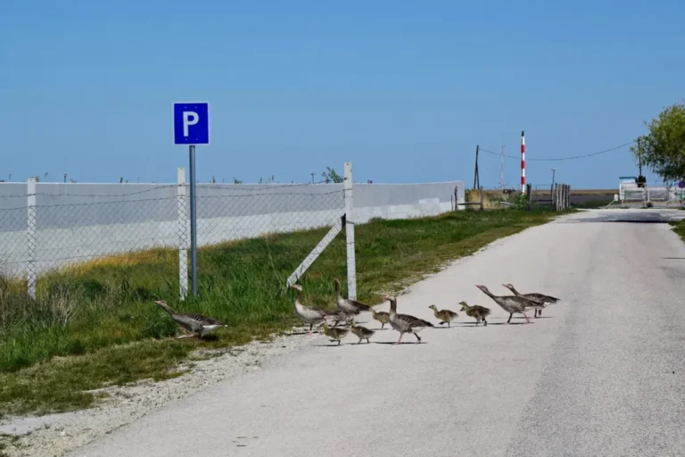 Megmutatjuk, hogyan önti el a beton az országot
