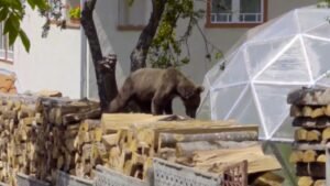 „A medve bejött a konyhámba” – Tusnádfürdőn ma már szinte minden kerítésen van villanypásztor