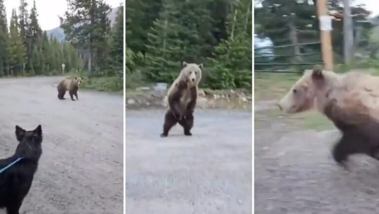 Csodával határos módon nem lett tragédia, miután grizzlyvel találkozott egy kutyát sétáltató nő – videó