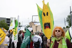 A jó, a rossz és a csúf GMO