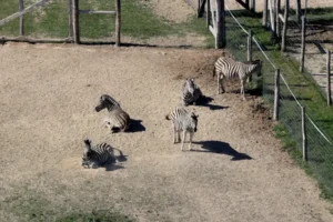 A vadásztársaság szerint három zebra megfagyott Hatvanpusztán, egy zebra elhullását még vizsgálja a kormányhivatal