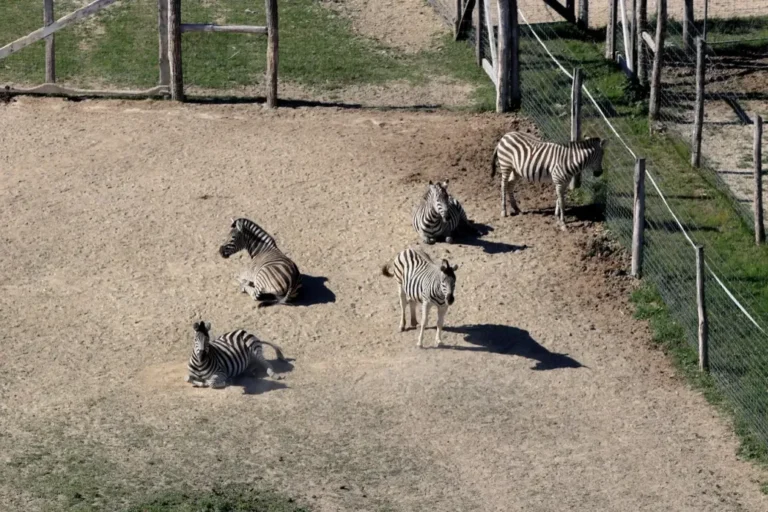 A vadásztársaság szerint három zebra megfagyott Hatvanpusztán, egy zebra elhullását még vizsgálja a kormányhivatal