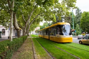 Gyorsabban pusztulnak a szegedi fák, mint ahogy pótolni lehet őket