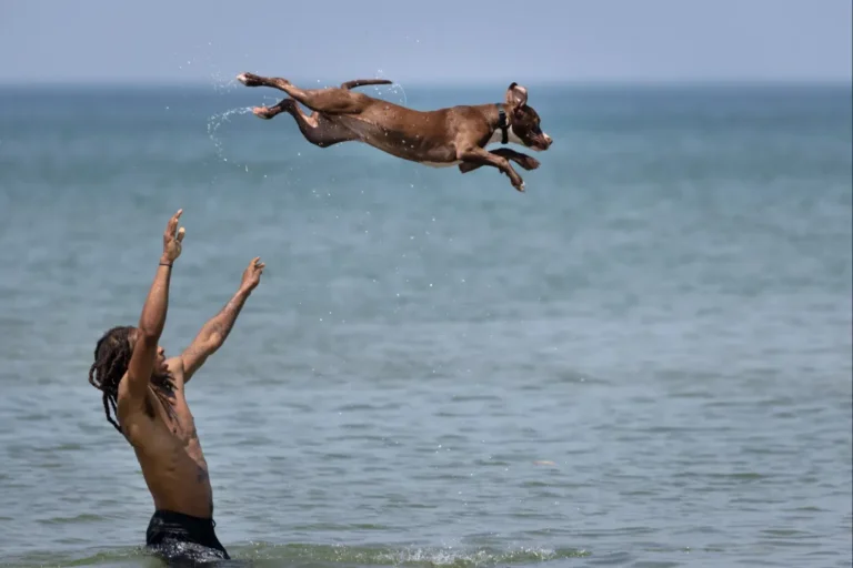 Megszűnik a keszthelyi kutyás strand