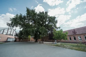 Nagyon sok gyermek hűsölt alatta: 150 éve áll az öreg tölgy a szegvári iskola udvarán, esélyes az európai Év fája címre