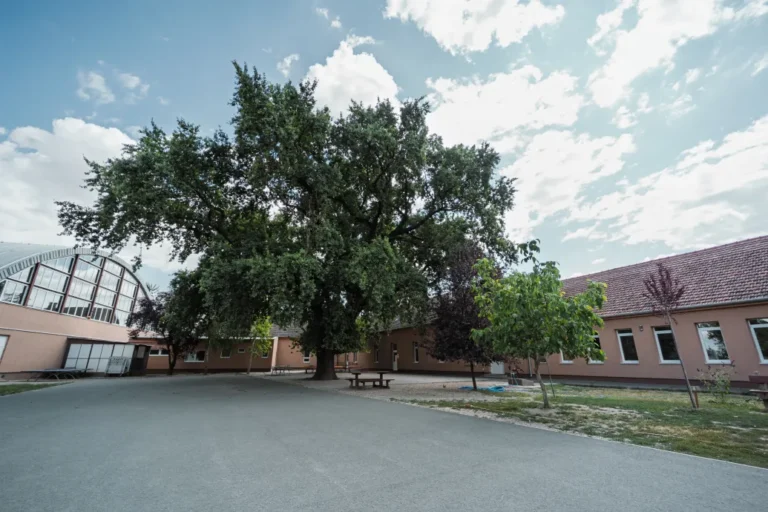 Nagyon sok gyermek hűsölt alatta: 150 éve áll az öreg tölgy a szegvári iskola udvarán, esélyes az európai Év fája címre