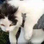 Drogcsempész macskát fogtak Nyizsnyij Novgorodban