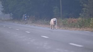 Állatorvosok gondoskodnak a franciaországi tűzvész miatt evakuáltak kedvenceiről