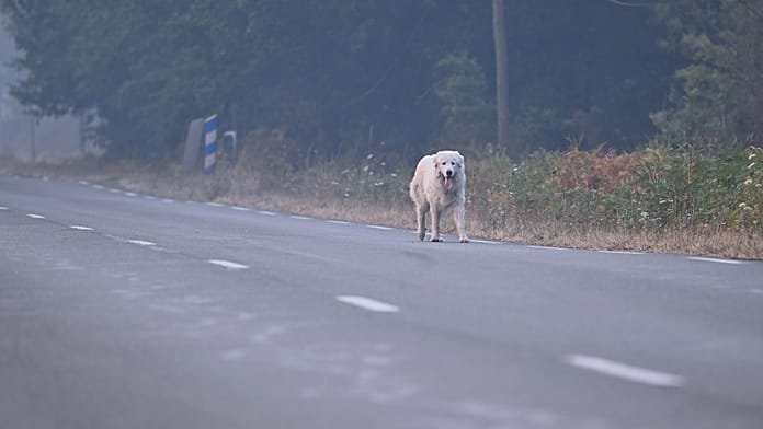 Állatorvosok gondoskodnak a franciaországi tűzvész miatt evakuáltak kedvenceiről