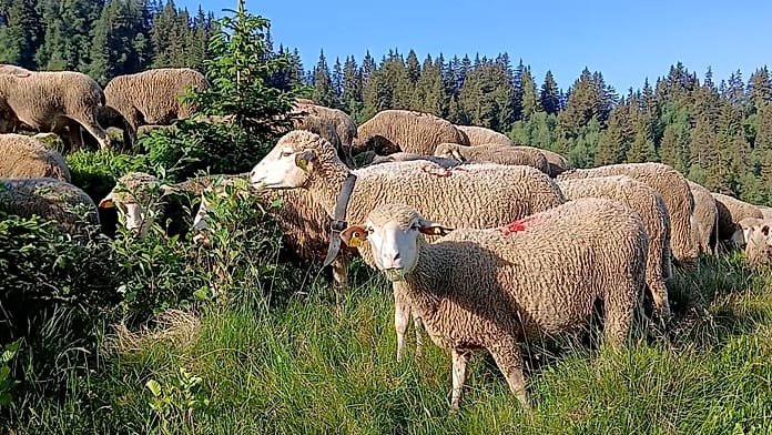 A francia Alpokban újra él a transzhumálás hagyománya