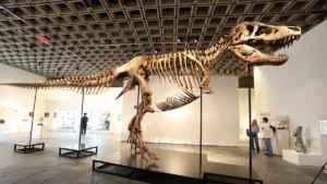 Rekordáron kelt el a T. rex-csontváz, a tudósok kongatják a vészharangokat