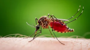 Szúnyogriasztó miatt figyelmeztet az NNGYK: veszélyesek lehetnek a hatástalan termékek
