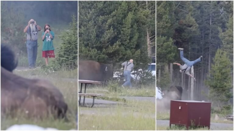 Videón: levegőbe repült egy férfi, miután rátámadt egy bölény Yellowstone-ban