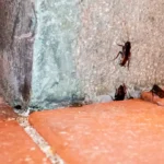 Szeged valószínűleg sosem szabadul meg teljesen a csótányoktól