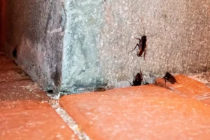 Szeged valószínűleg sosem szabadul meg teljesen a csótányoktól