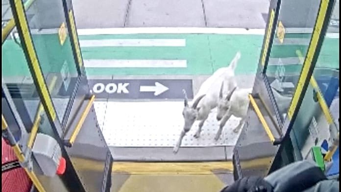 Váratlan utasok: két kecske száll fel egy buszra
