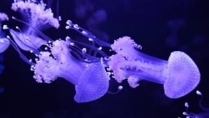 Megnyílt az Egyesült Államok első medúzamúzeuma Pompano Beachen