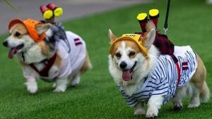 Corgik futnak, ugatnak és jelmezben versenyeznek rendhagyó vilniusi versenyen