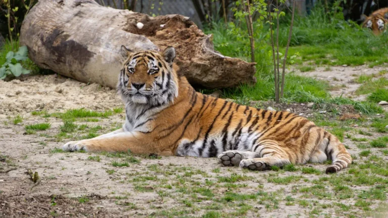 Hetven év után visszatér a kihaltnak hitt Kaszpi-tigris Kazahsztánba