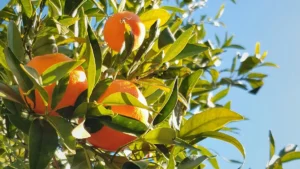 Hogyan nevelhetünk citrusféléket otthon?