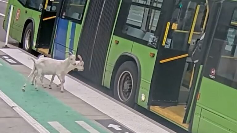 Az internet sztárjai lettek a buszozni induló kecskék