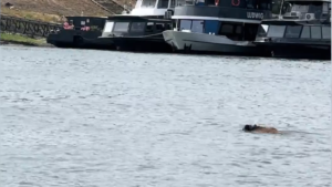 Videó: A Dunát átúszva juthatott el a Kossuth térig a belvárosba tévedt vaddisznó