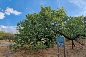 Több száz éves fák pusztulhatnak el jó szándékú civilek miatt