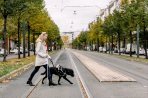 Póráz nélkül is lehet majd vezetni a segítő kutyákat közterületen