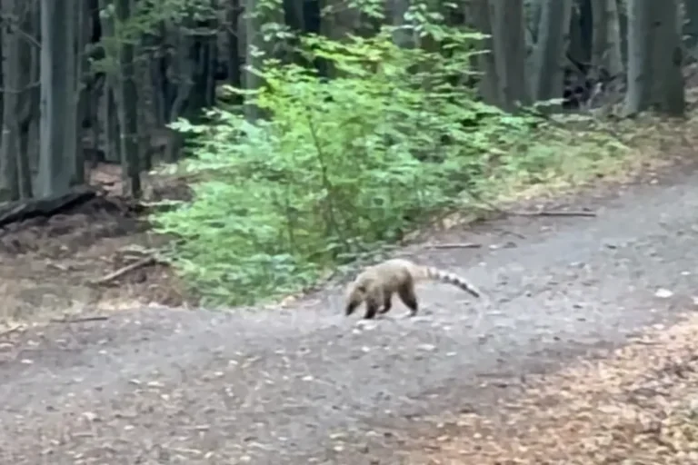 Szökött ormányos medvét keresnek a Börzsönyben