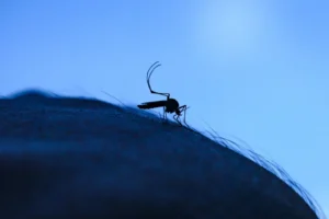 A melegedő időjárás miatt egyre tovább terjedhet a nyugat-nílusi láz Európában