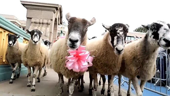 Birkák lepik el londoni Southwark hidat az éves Sheep Drive jótékonysági eseményen